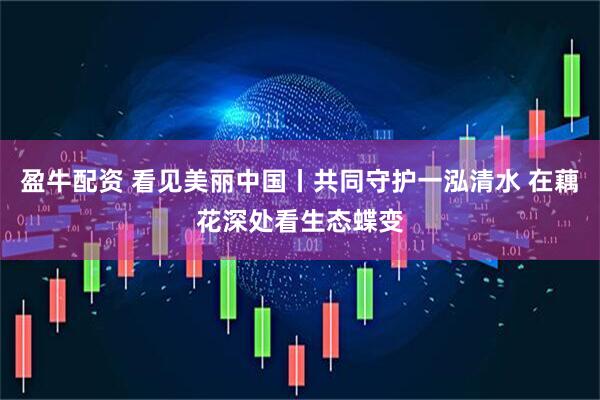 盈牛配资 看见美丽中国丨共同守护一泓清水 在藕花深处看生态蝶变